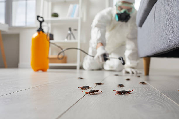 Post-Treatment Bed Bug Interceptor Monitoring in De Leon